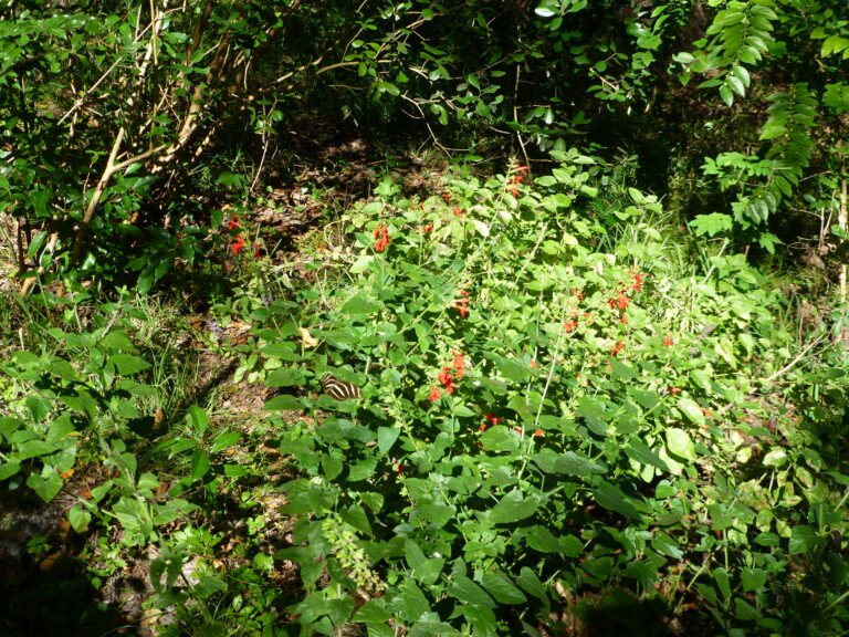 tropical sage Salvia coccinea in the landscape