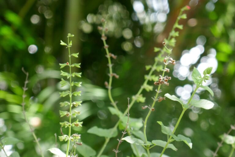 tropical sage Salvia coccinea seed pods