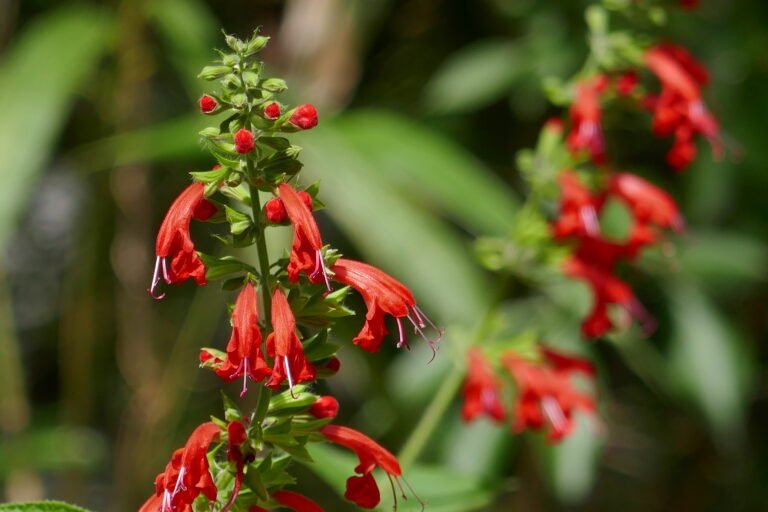 tropical sage Salvia coccinea flowers