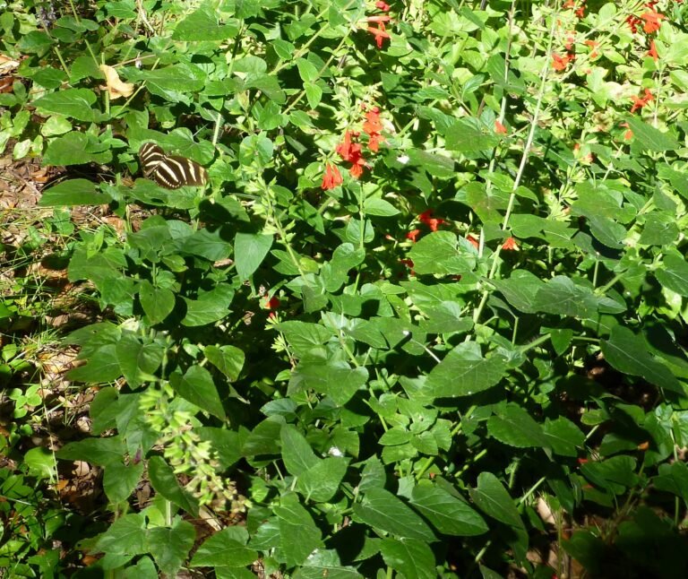 tropical sage (Salvia coccinea) leaves