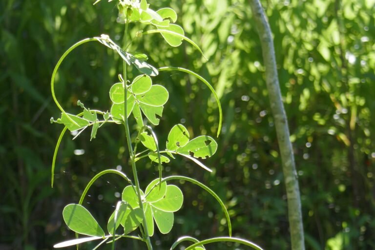 sicklepod (Senna obtusifolia) seed pods