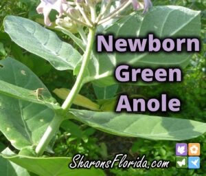 youtube video link to newborn green anole