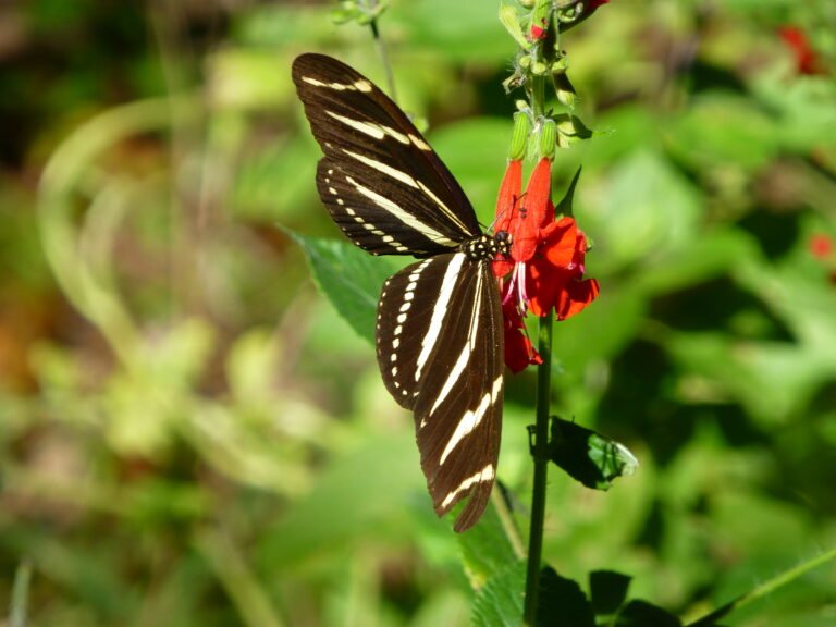 tropical sage Salvia coccinea flowers with a zebra longwing butterfly nectaring