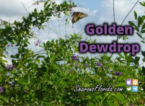 video link to golden dewdrop