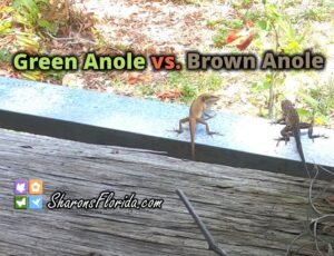 green anole vs brown anole video link