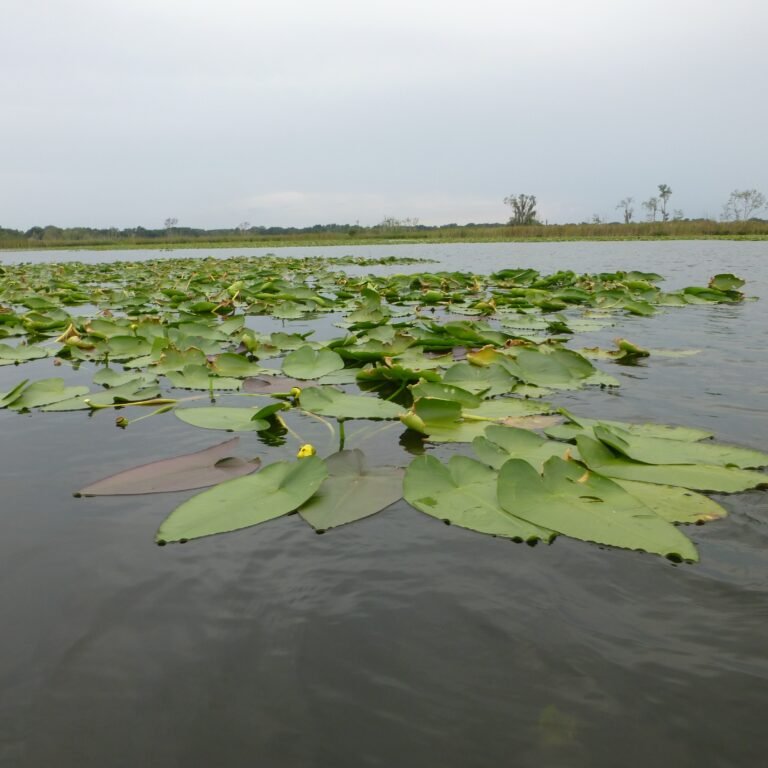 Spatterdock leaves Nuphar advena subsp. advena