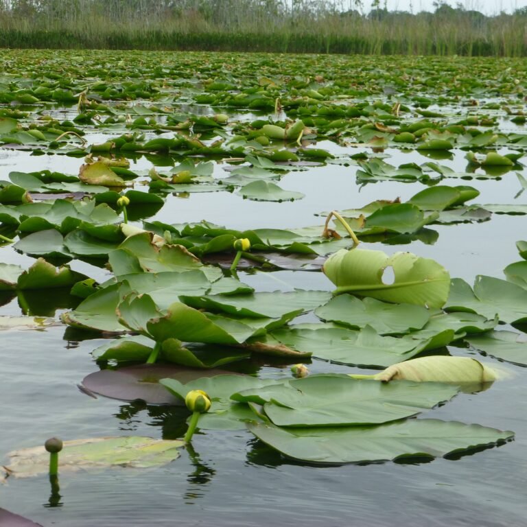 Spatterdock plants growing in a lake Nuphar advena subsp. advena