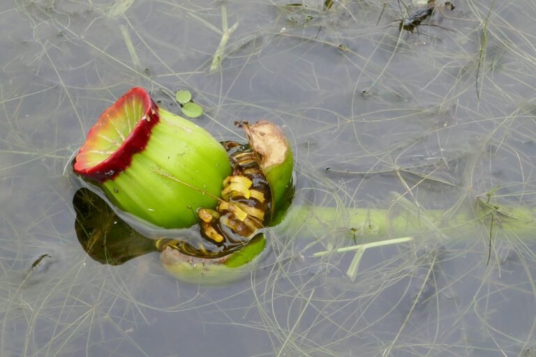 Spatterdock seed pod or fruit (Nuphar advena subsp. advena)