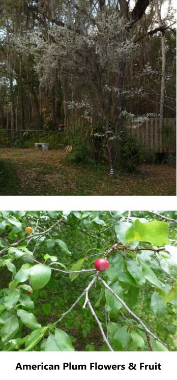 American plum Prunus americana flowers and fruit