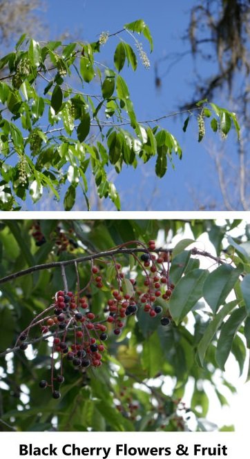 black cherry (Prunus serotina) flowers and fruit