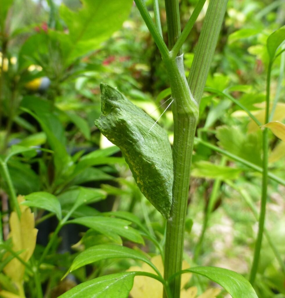 black swallowtail butterfly chrysalis