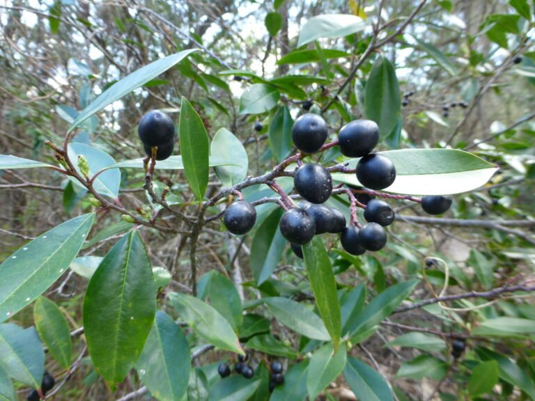 Carolina laurelcherry (Prunus caroliniana) ripe fruit