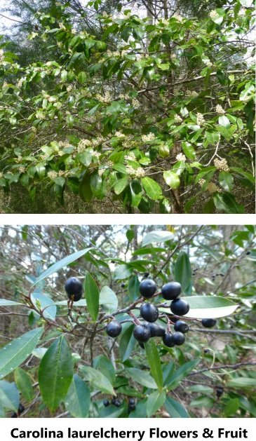 Carolina laurelcherry (Prunus caroliniana) flowers and ripe fruit