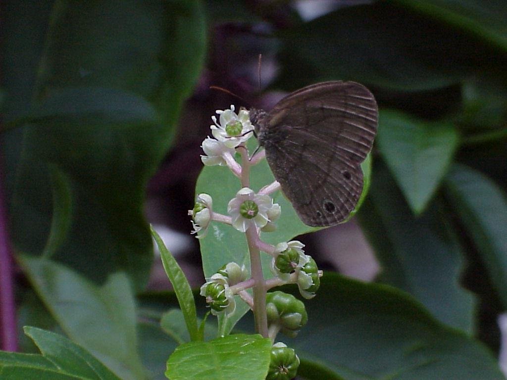 pokeweed Phytolacca americana flowers with a Carolina satyr butterfly drinking nectar