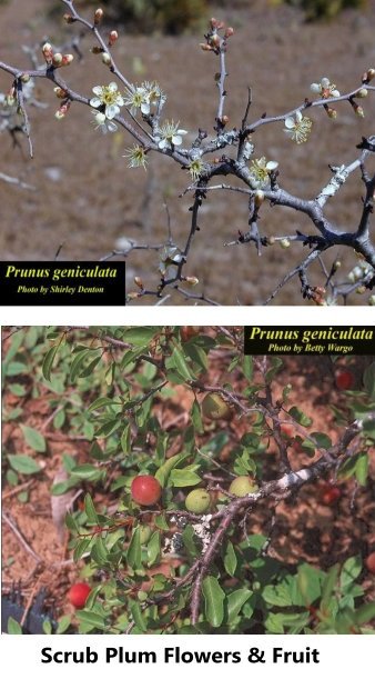 scrub plum (Prunus geniculata) flowers and fruit