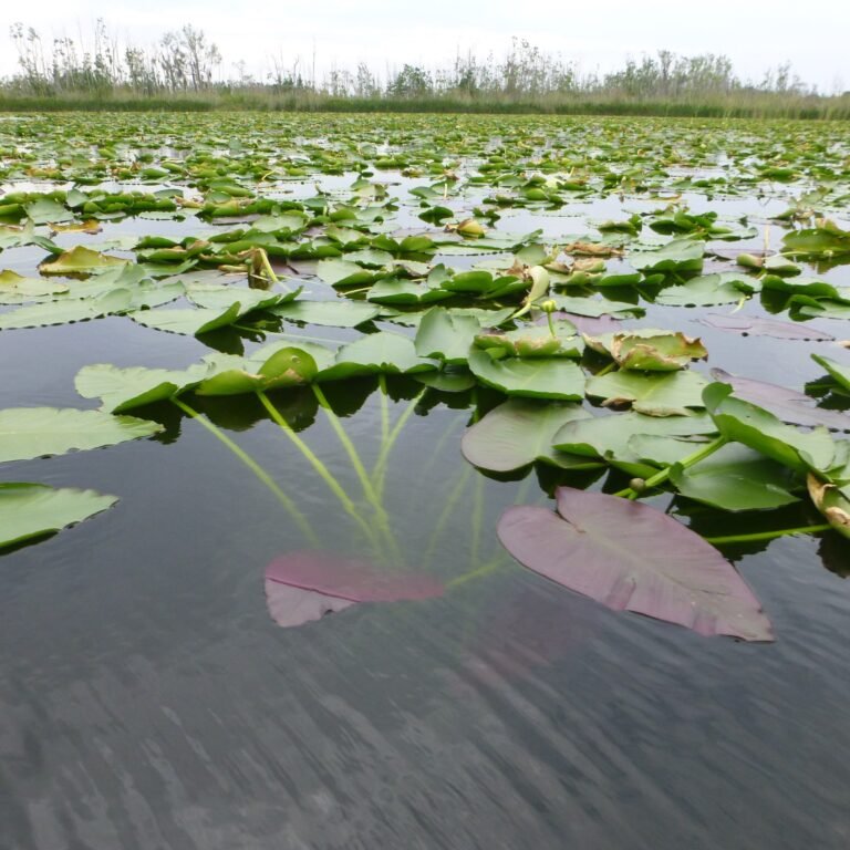 Spatterdock Nuphar advena subsp. advena