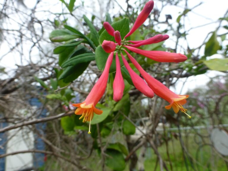 Coral Honeysuckle (Lonicera sempervirens) flowers