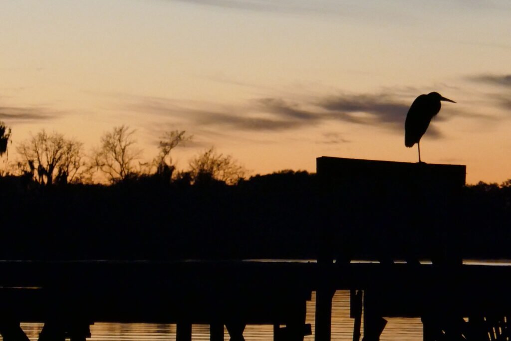 little blue heron (Egretta caerulea) silhouette on a dock