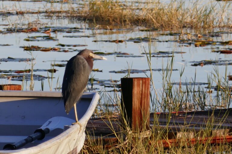 little blue heron (Egretta caerulea) perched on the side of a boat