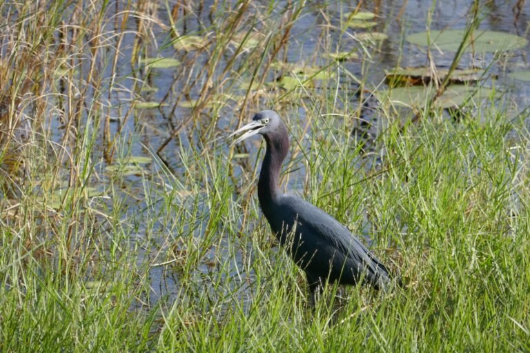 little blue heron (Egretta caerulea)