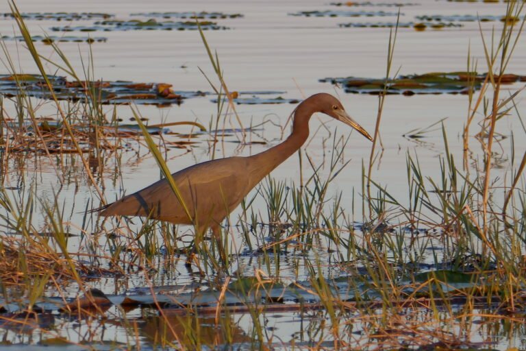 little blue heron (Egretta caerulea)