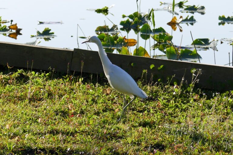 little blue heron (Egretta caerulea) white juvenile