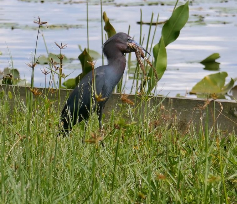 little blue heron with a leopard frog in its mouth