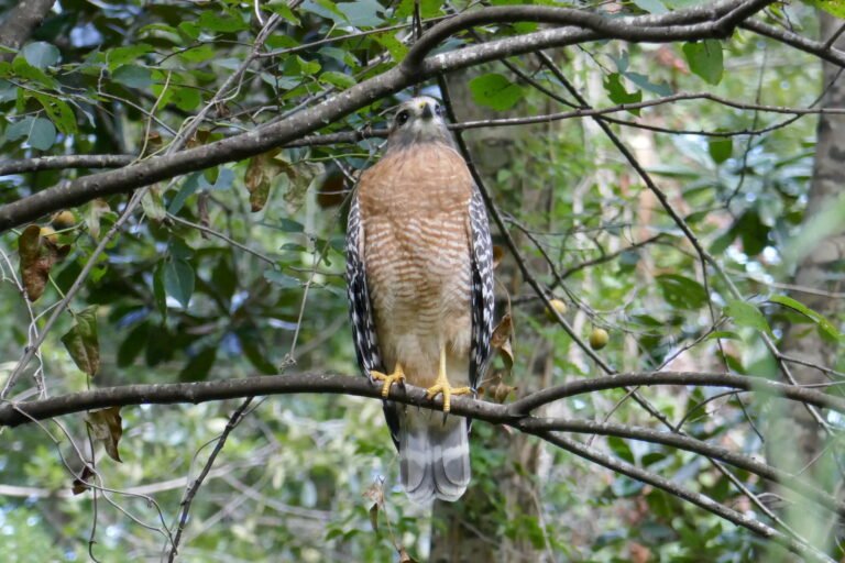 female red shouldered hawk (Buteo lineatus)