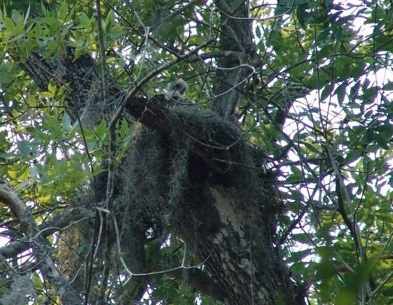 red shouldered hawk (Buteo lineatus) chicks on the nest