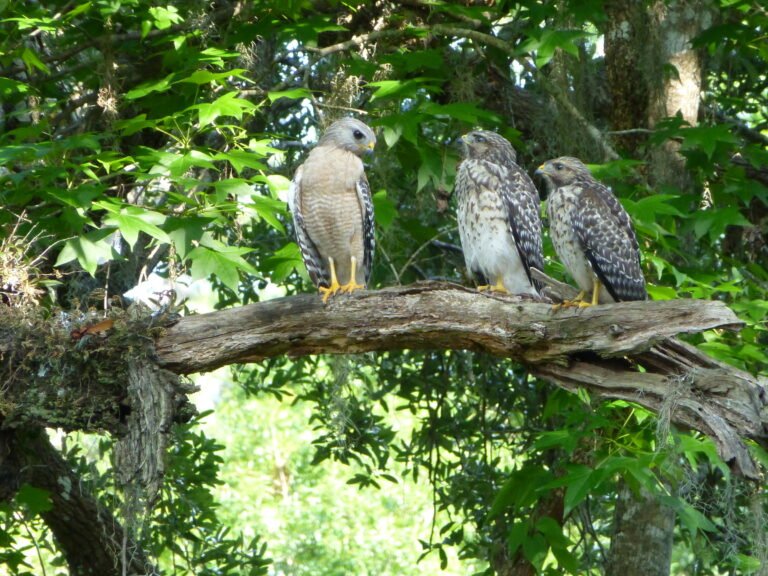 a male red shouldered hawk (Buteo lineatus) with two of his fledglings