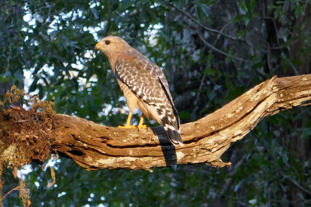 a male red shouldered hawk (Buteo lineatus)