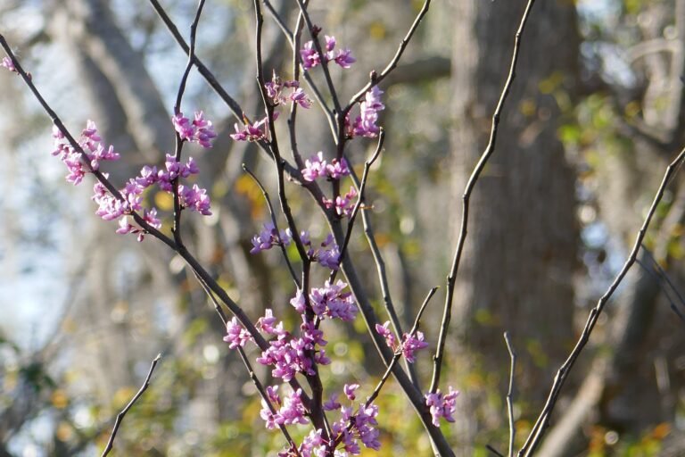 Eastern redbud blossoms (Cercis canadensis)
