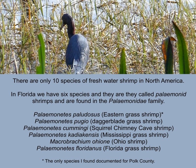 six freshwater shrimp species in Florida