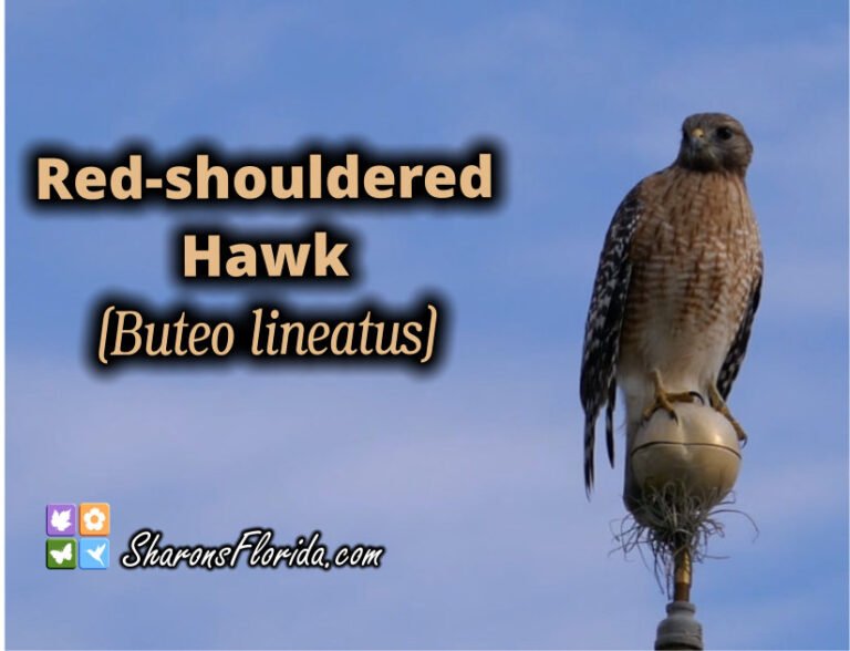 red-shouldered hawk Youtube video link