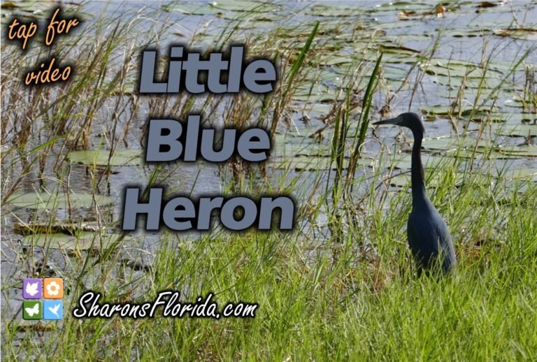 little blue heron (Egretta caerulea) video link