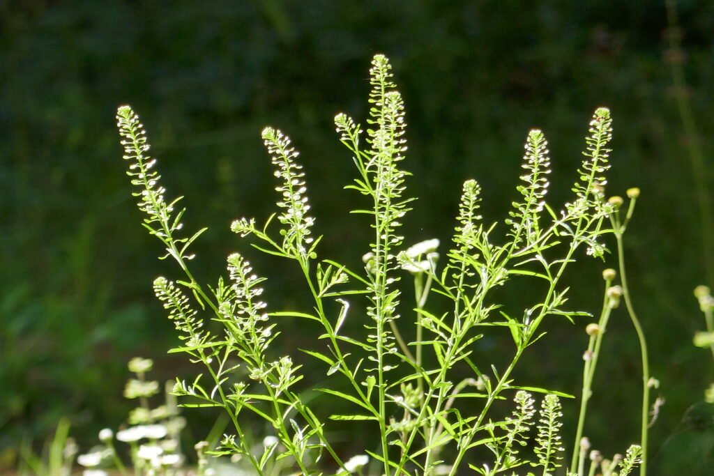 Lepidium virginicum Virginia pepperweed