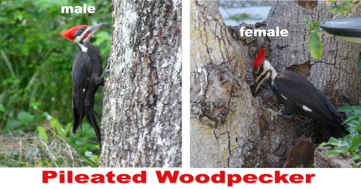 Dryocopus pileatus pileated woodpecker male vs female