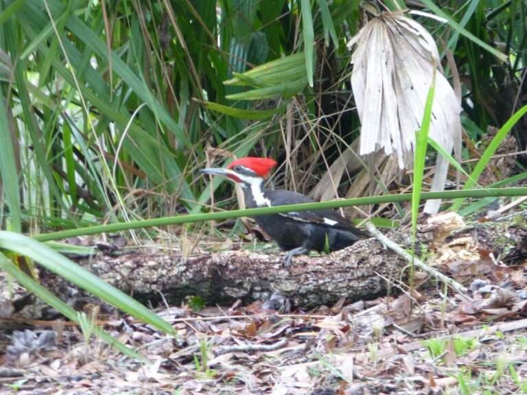 a male pileated woodpecker (Dryocopus pileatus) foraging on a fallen log for food