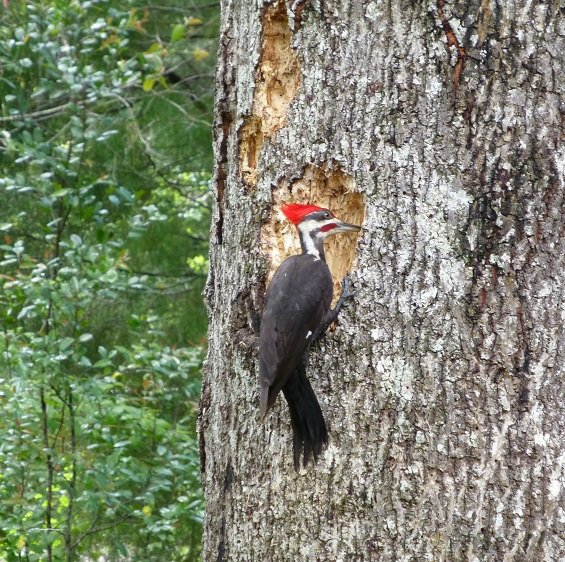 Dryocopus pileatus pileated woodpecker male creating a nest cavity in a tree