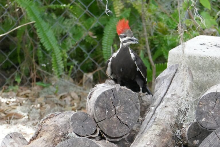 Dryocopus pileatus pileated woodpecker male vs female