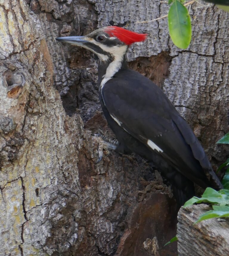 A female pileated woodpecker working the log pile for grubs