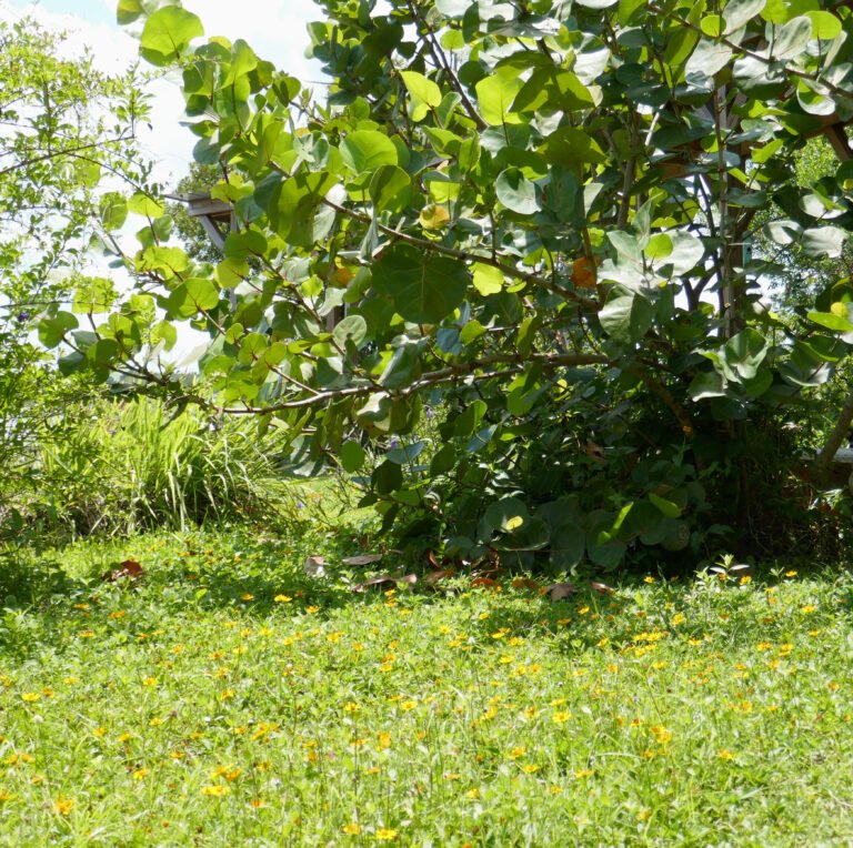 sea grape with yellow flowers of the groundcover wedelia in the foreground