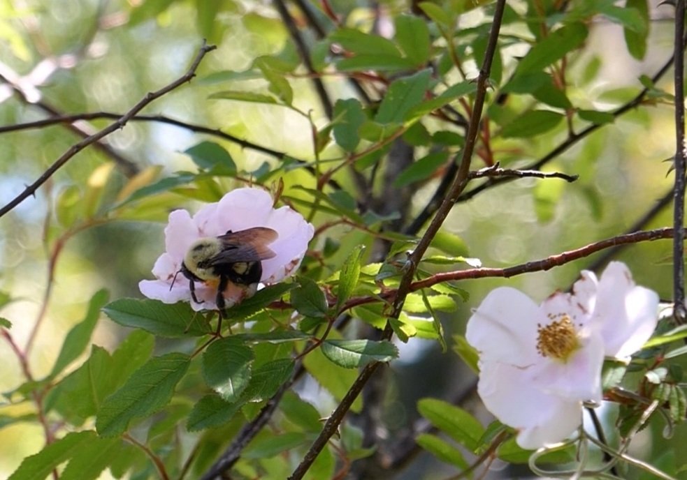 a bumblebee taking a pollen bath in a swamp rose