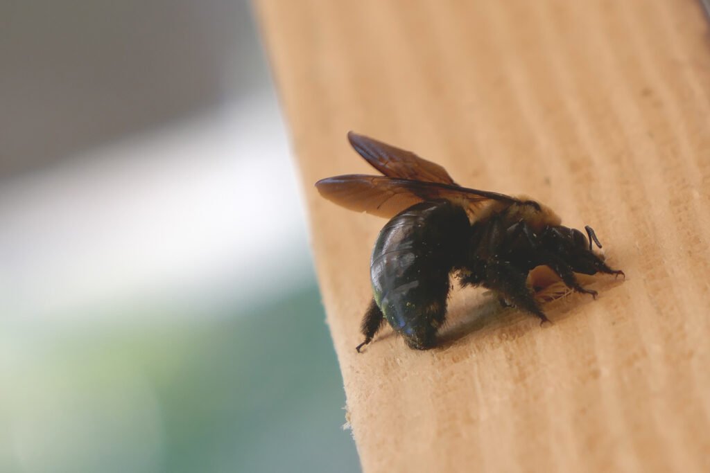 southern carpenter bee (Xylocopa micans)