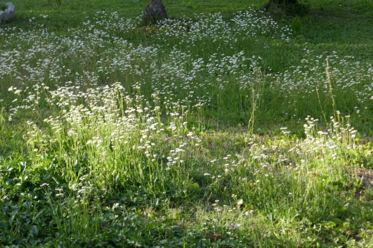 oakleaf fleabane (Erigeron quercifolius)