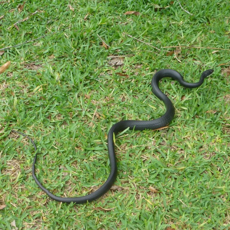 Southern Black Racer Coluber constrictor priapus