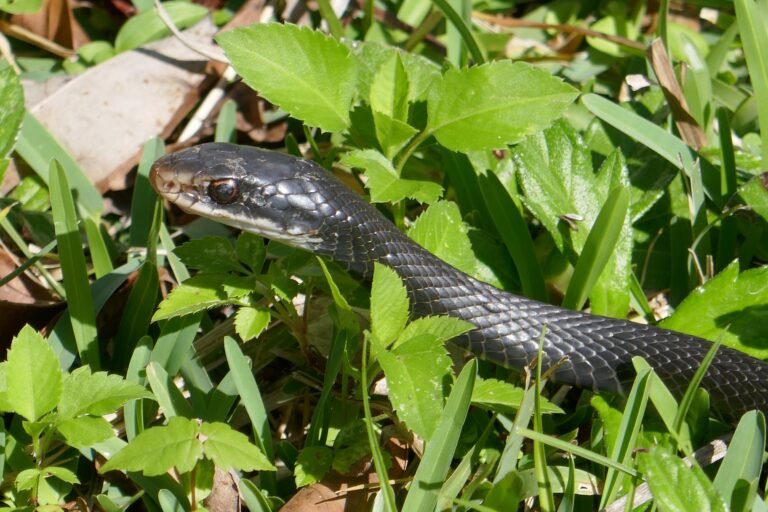 Southern Black Racer Coluber constrictor priapus