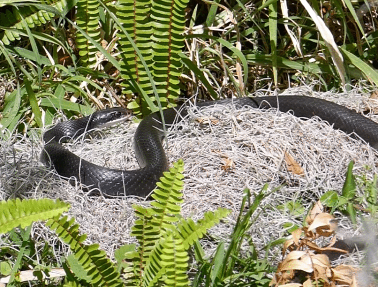 black racer warming in the sun