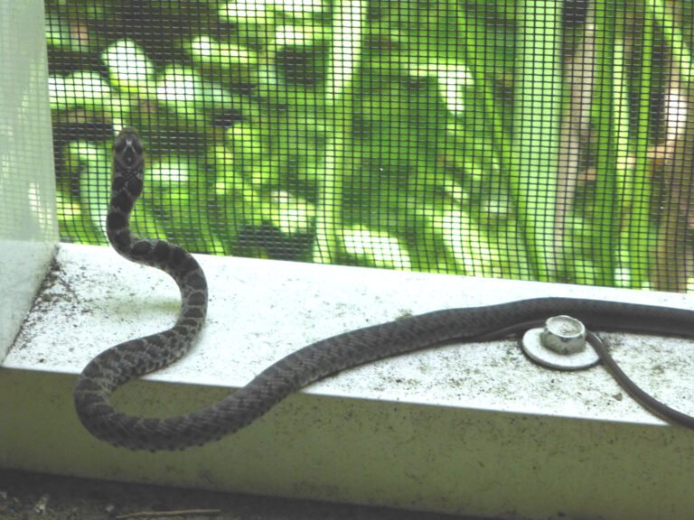 a black racer baby