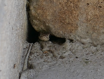 Southern Black Racer baby peaking out of a crack in a stone walkway